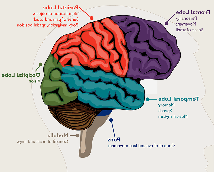 Diagram of five separate sections of the brain and their associated symptoms. The frontal lobe affects personality, movement and sense of smell. The parietal lobe impacts object identification, pain and touch, body navigation and spatial position. The occipital lobe relates to vision. The medulla controls the heart and lungs. The pons is responsible for face and eye movement. The temporal lobe is responsible for memory, speech and musical rhythm.