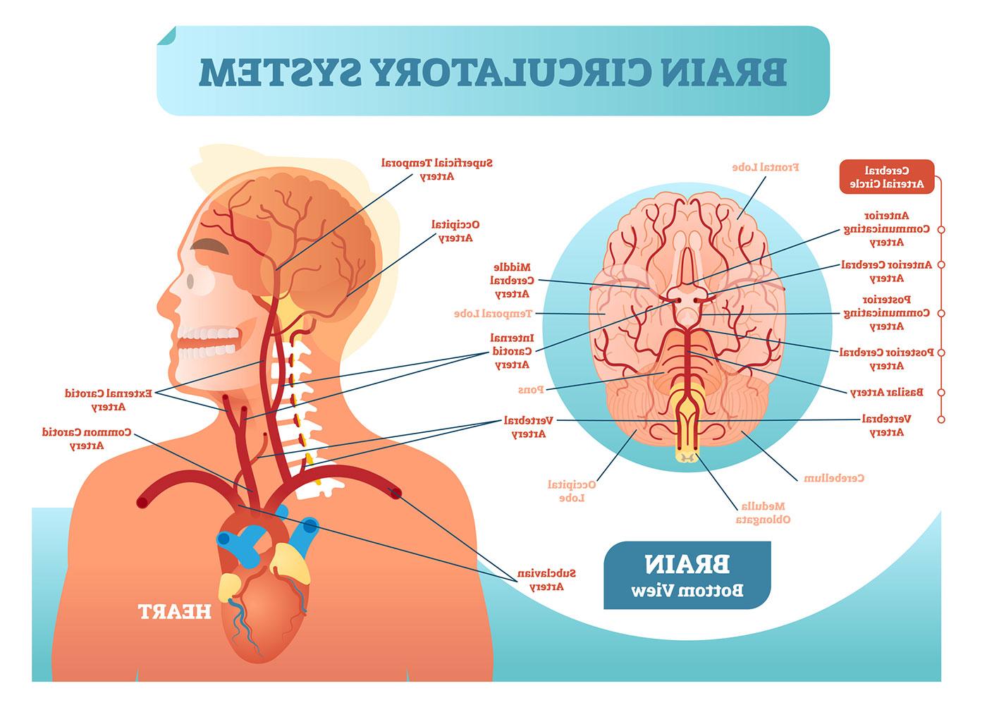 Diagram of the brain's major arteries