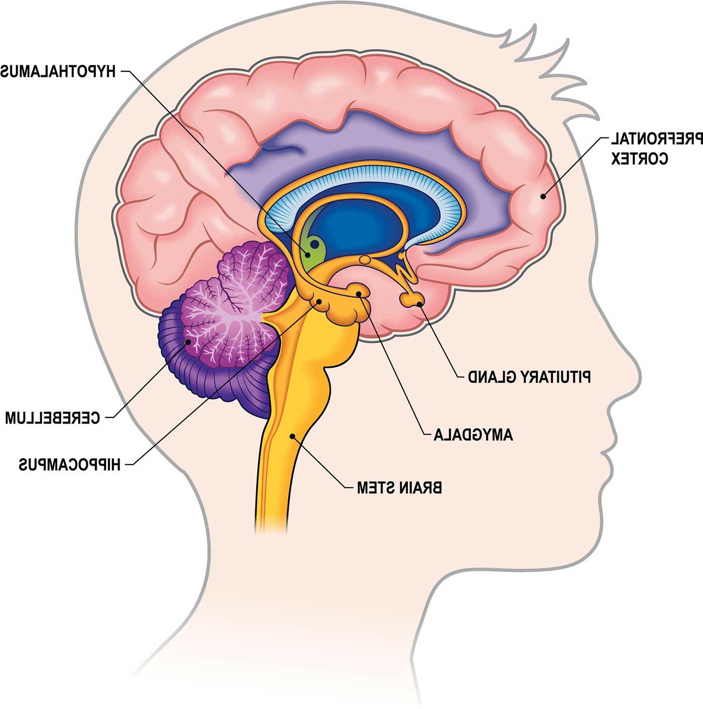 Diagram of the brain's deeper structures