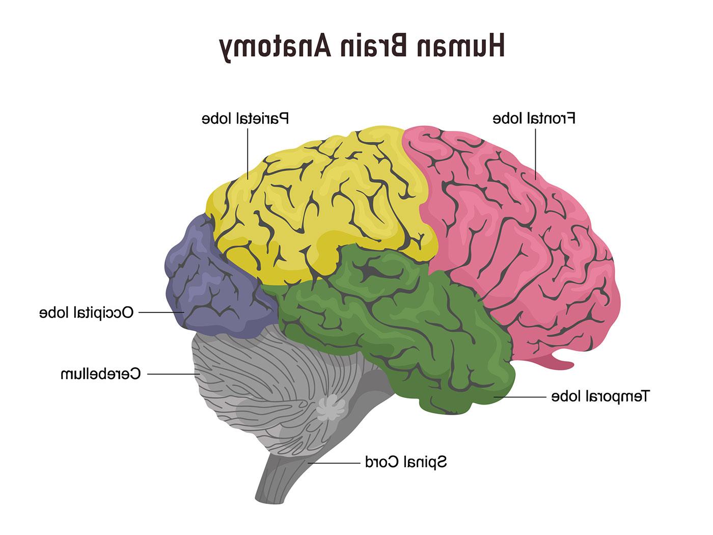 Diagram of the brain's lobes: frontal, temporal, parietal and occipital